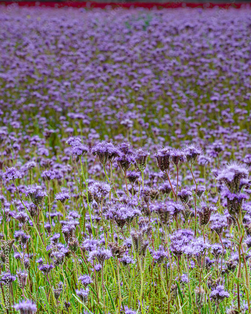 Naklejka premium 一面の紫