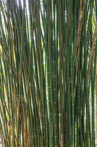 Selective focus bamboo forest green background.