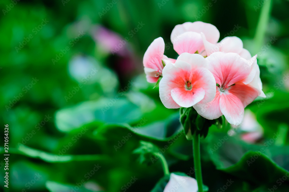 Obraz premium Geranium flowers bloom in the summer