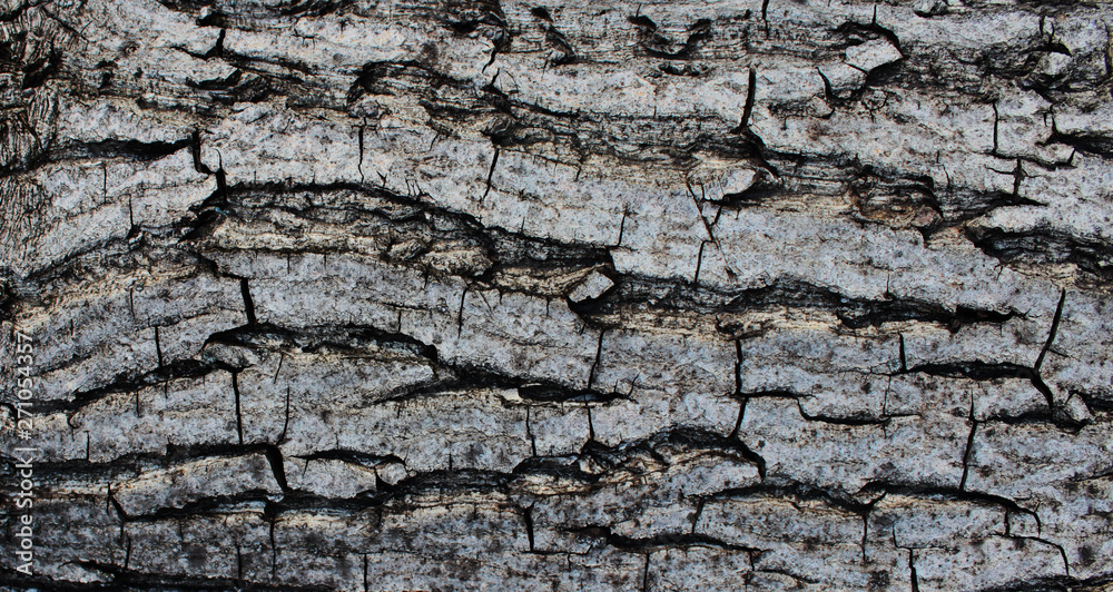 Natural wood texture. Texture of walnut bark. Detailed structure of the cortex. Natural wood texture. Texture of walnut bark. Detailed structure of the cortex.