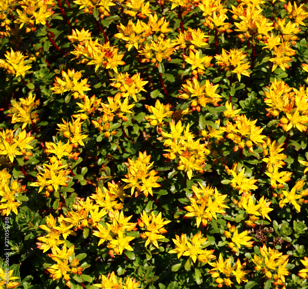 sedum fette henne steingarten sedum fette henne steingarten