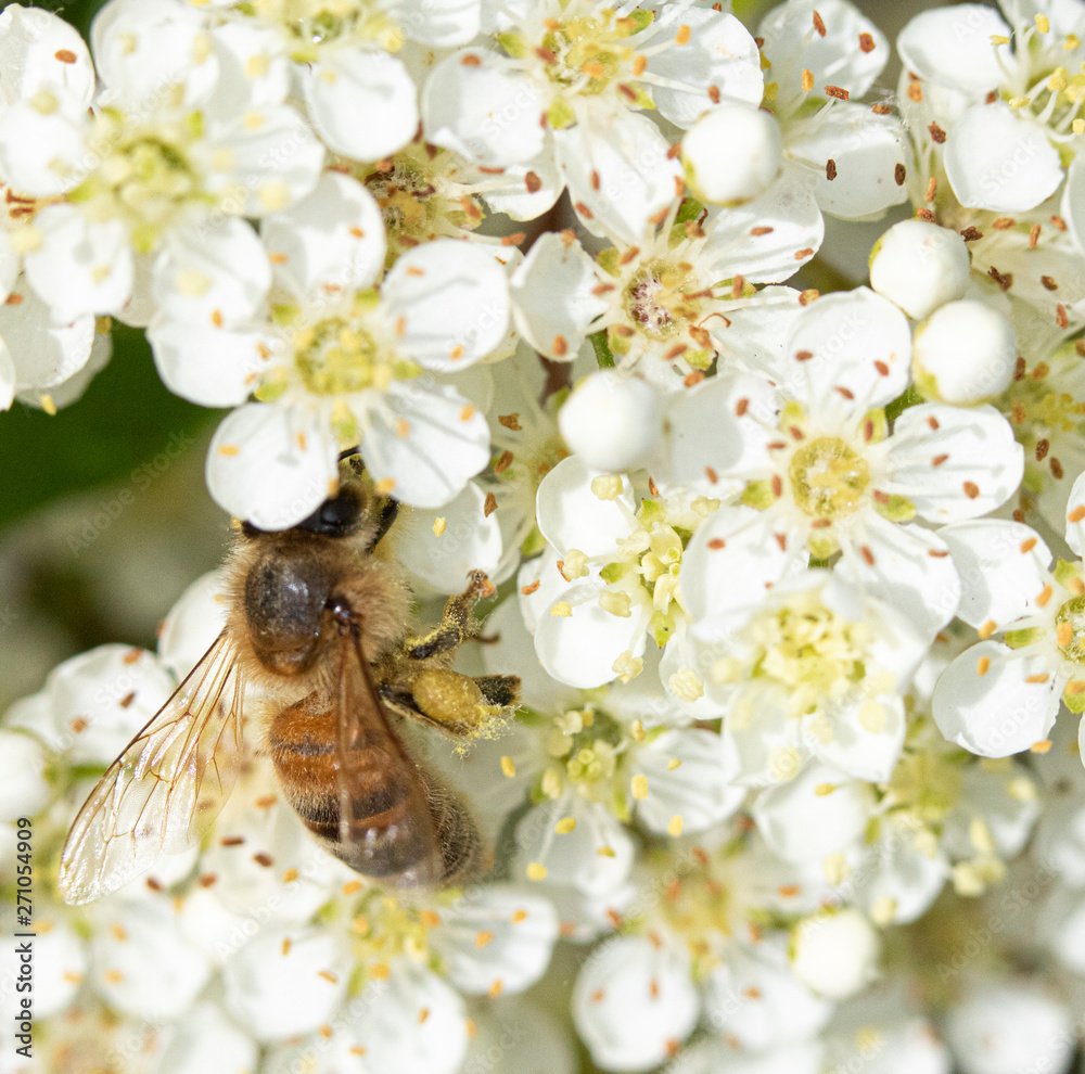Bee Insect Wasp on Pretty White Blossom Flowers Close Up on Shrub Bee Insect Wasp on Pretty White Blossom Flowers Close Up on Shrub