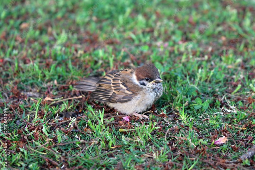 A bird, sparrow, in one park in Beppu, Japan A bird, sparrow, in one park in Beppu, Japan