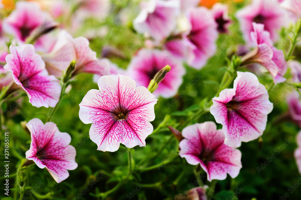 Petunia flowers that are colorful in the summer