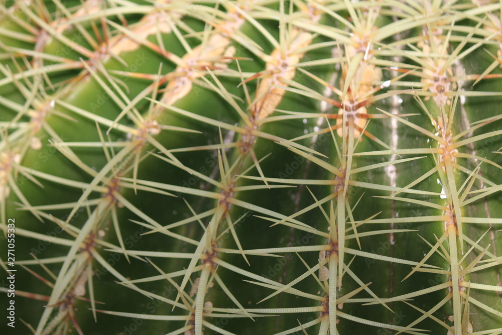close up of cactus close up of cactus
