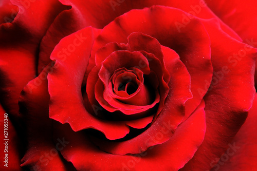 Fototapeta Naklejka Na Ścianę i Meble -  Macro red rose, and background