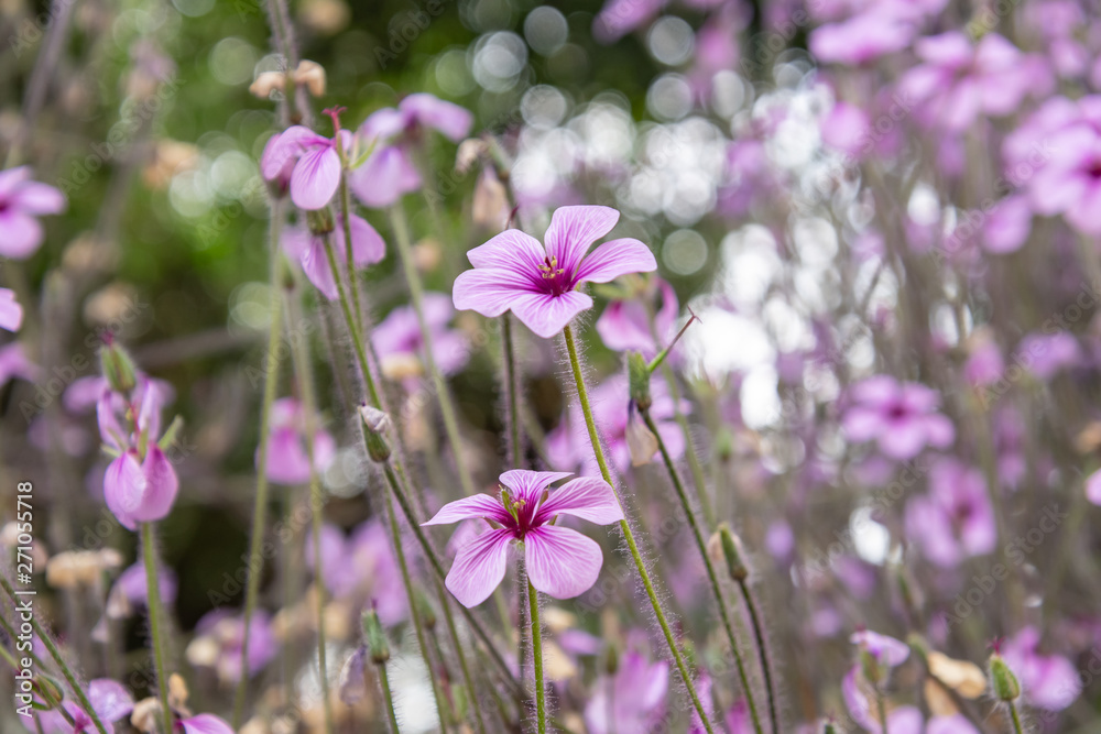 Pretty small purple flower - geraniums Pretty small purple flower - geraniums