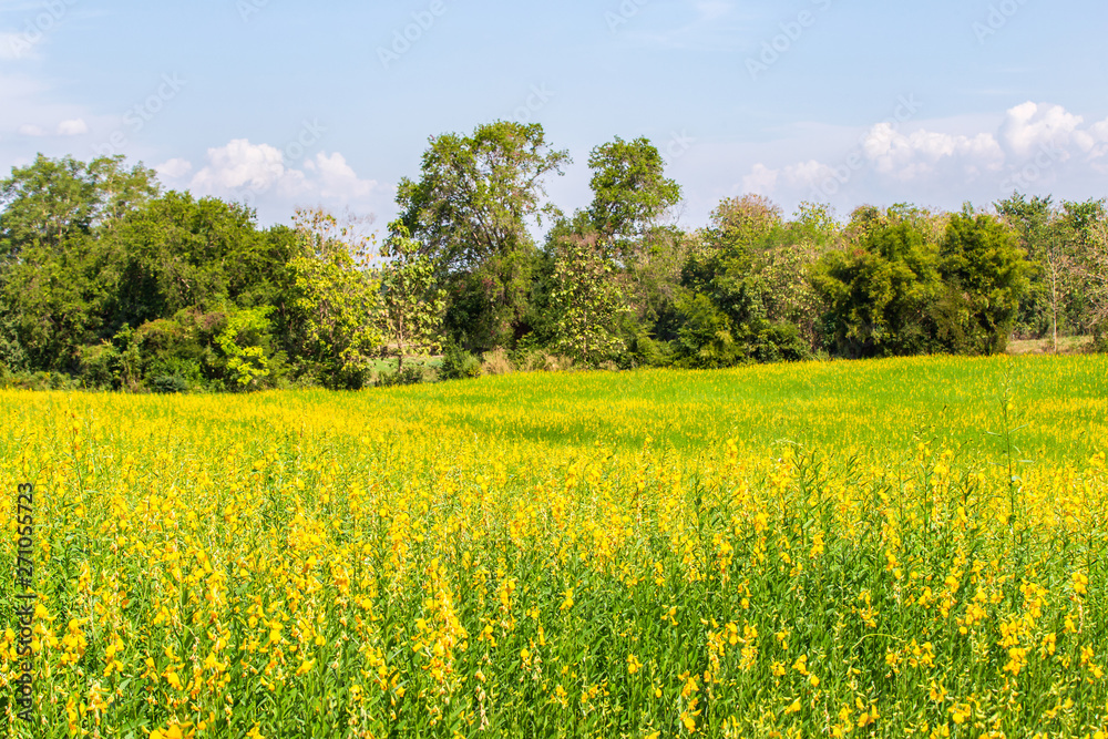 Beautiful yellow flowers Sunhemp (Crotalaria) field in shunshine day, Thailand Beautiful yellow flowers Sunhemp (Crotalaria) field in shunshine day, Thailand
