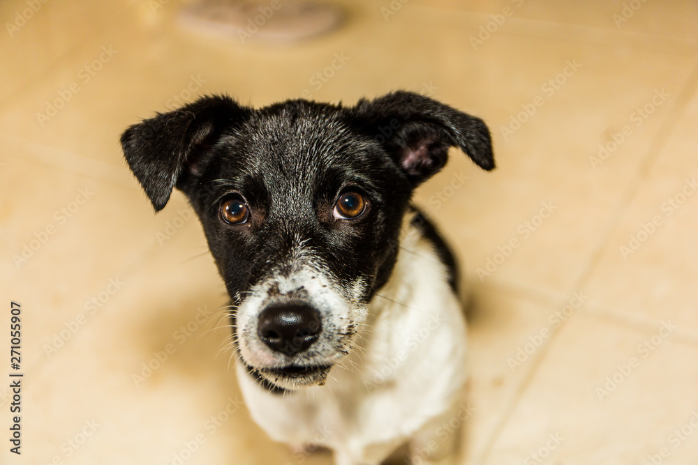 Border Collie Jack Russell cross after digging in rain