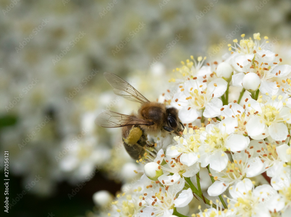 Bee Insect Wasp on Pretty White Blossom Flowers Close Up on Shrub Bee Insect Wasp on Pretty White Blossom Flowers Close Up on Shrub