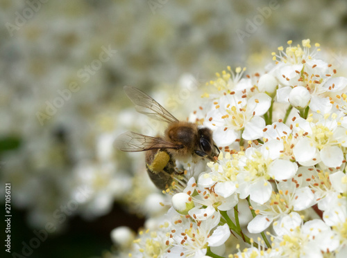 Bee Insect Wasp on Pretty White Blossom Flowers Close Up on Shrub 