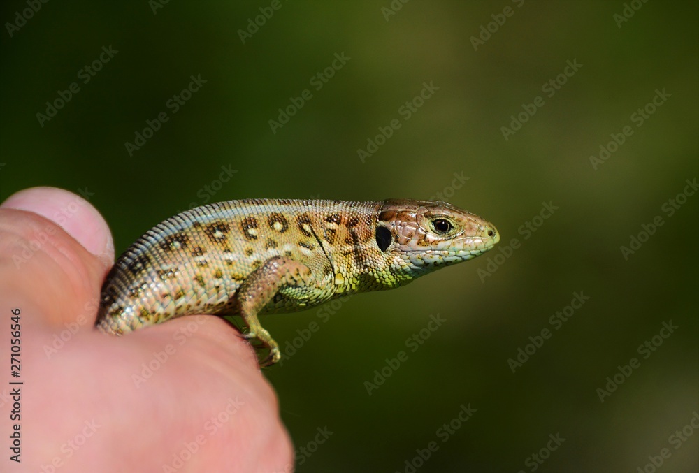 Naklejka premium a lizard sitting on palm