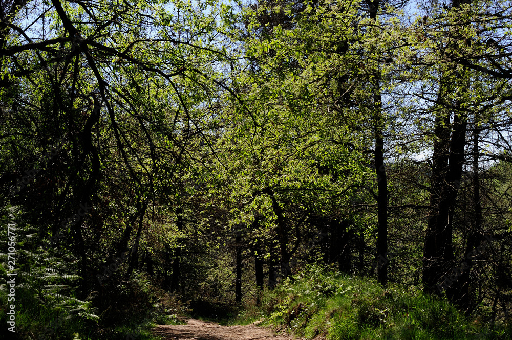 Gorbea Natural Park, Alava (Basque Country)/Spain; 01-06-2019: Path of Pastorate GR-282.
