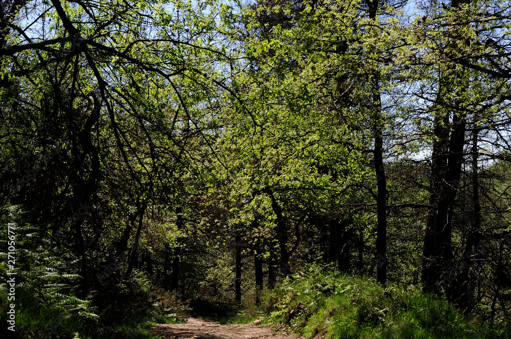Gorbea Natural Park, Alava (Basque Country)/Spain; 01-06-2019: Path of Pastorate GR-282. Gorbea Natural Park, Alava (Basque Country)/Spain; 01-06-2019: Path of Pastorate GR-282.