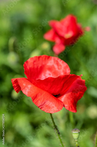 Pretty Red Large Poppies in a Garden Meadow