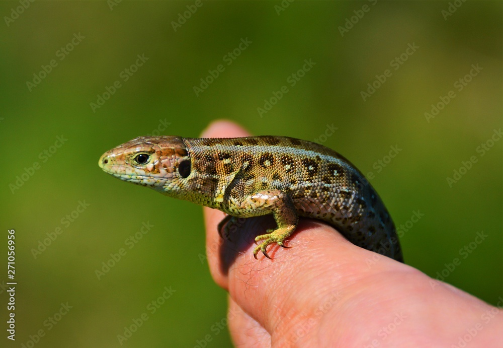 a lizard sitting on palm a lizard sitting on palm