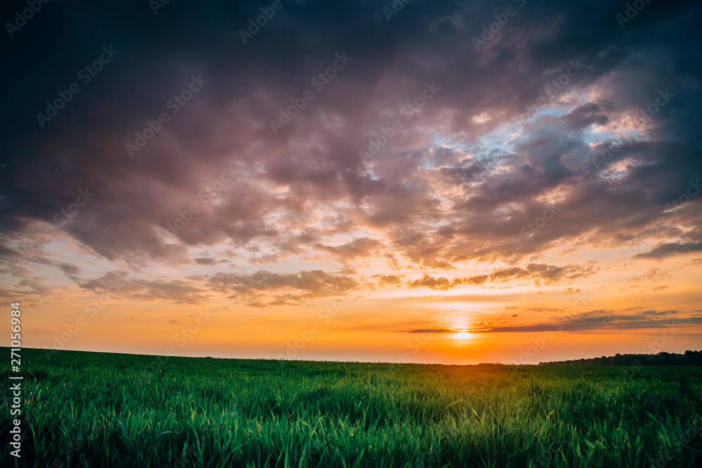 Spring Sunset Sky Above Countryside Rural Meadow Landscape. Wheat Field Under Sunny Spring Sky. Skyline. Agricultural Landscape With Growing Green Young Wheat Shoots, Wheat Germs.