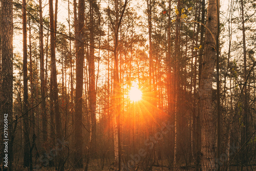 Beautiful Sunset Sun Sunshine In Sunny Forest. Sunlight Sun Rays Shine Through Woods In Forest Landscape