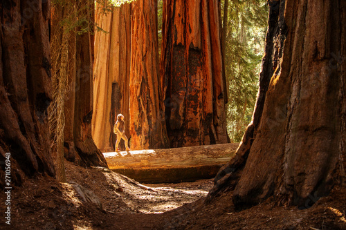 Dekoracja na wymiar  hiker-in-sequoia-national-park-in-california-usa