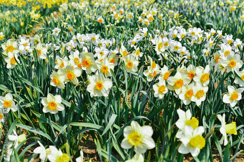 White flowers Daffodils bloom in garden