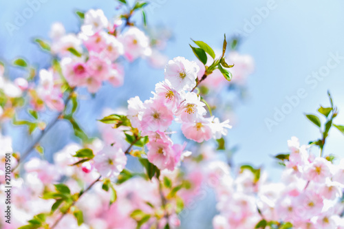 Beautiful pink sakura flowers on a blue clear sky background © Sunshine