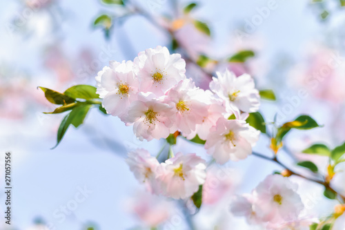 Pink flowers of small-cut plum