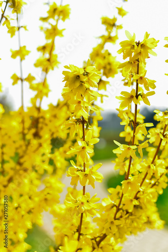 Blooming yellow flowers Forsythia