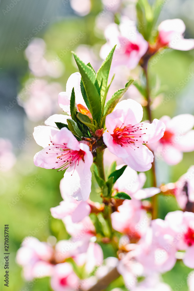 Obraz premium Pink apricot flowers on a tree branch in bloom