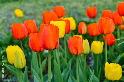Red and yellow tulips bloom