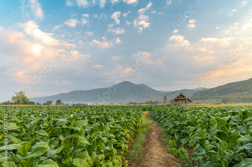 Tobacco field and hut with beautiful mountain hill background, Agriculture in countryside