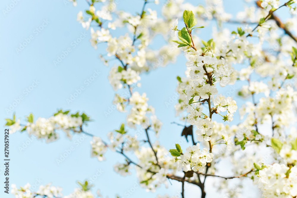 White plum flowers bloom against the blue sky