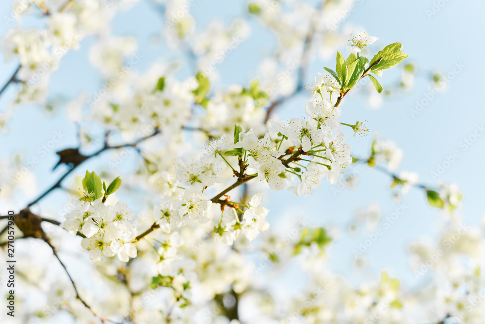 White plum flowers are blooming White plum flowers are blooming