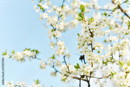 White plum flowers bloom against the blue sky © Sunshine