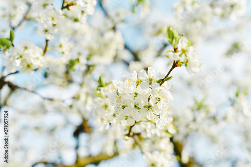 White plum flowers bloom against the blue sky