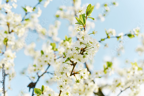 White plum flowers are blooming © Sunshine