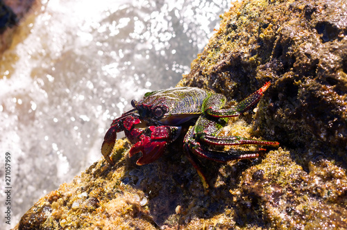Large crab came out of the sea and sitting on a rock. Tenerife island, Spain.
