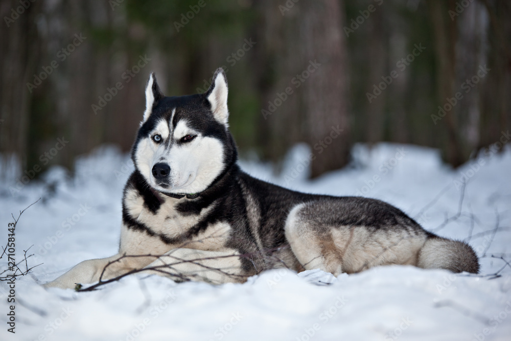 Dog breed Siberian Husky lies on snow in a snowy forest Dog breed Siberian Husky lies on snow in a snowy forest