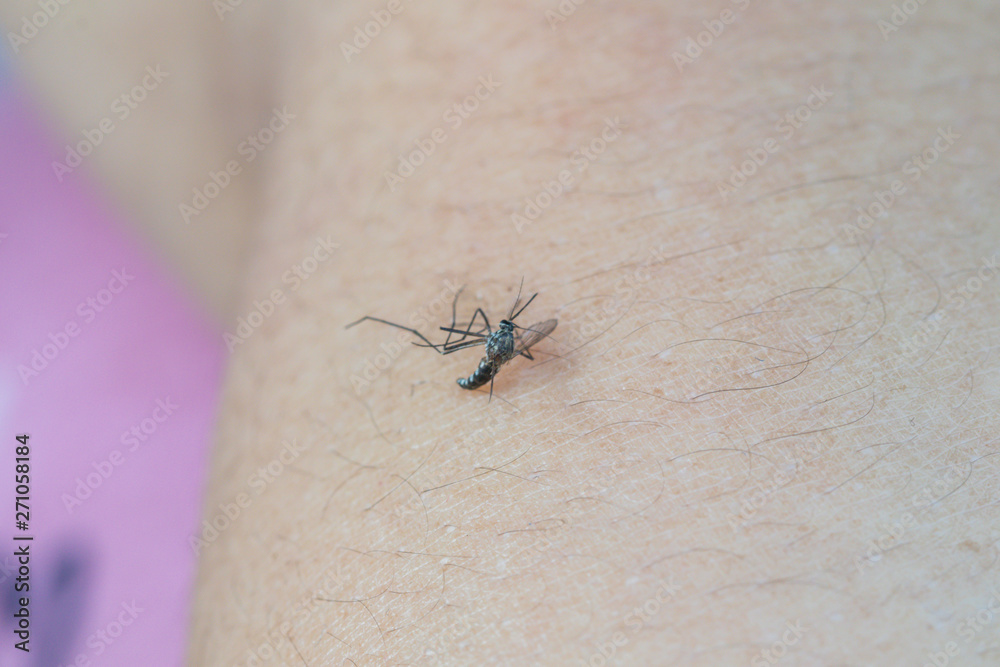 Obraz premium Macro of a dead mosquito on a human skin.