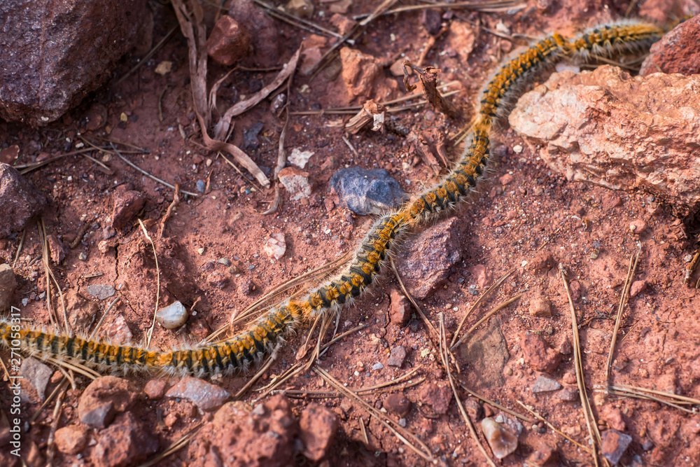 Fototapeta premium Caterpillars in the row on the red soil