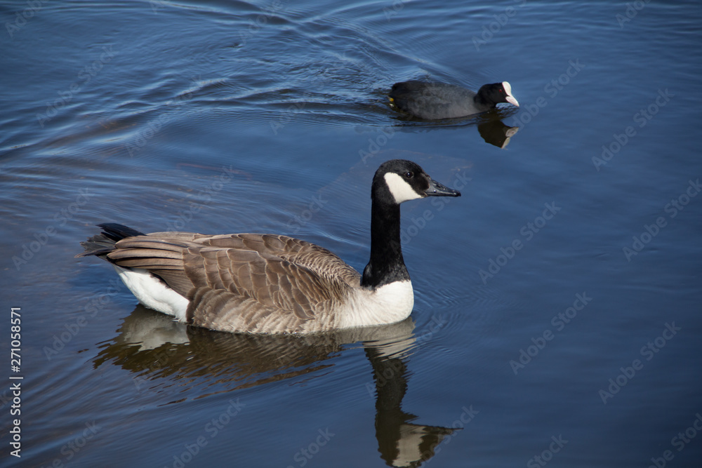 Obraz premium A Canada goose (Branta canadensis) and a Eurasian coot or common coot (Fulica atra) swimming aside in the brackish water of a lake in a park in Munich in Bavaria, Germany