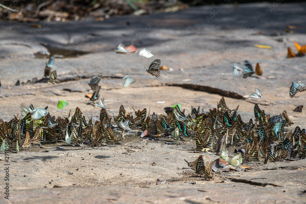 Fototapeta premium Selective focus Butterflies on the ground and flying in nature background.Blurred Tailed Jay butterflies (Graphium agamemnon) in green forest.