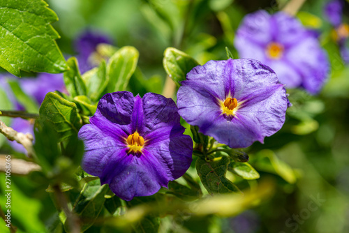 Blue potato bush purple flowers  Lycianthes rantonnetii 