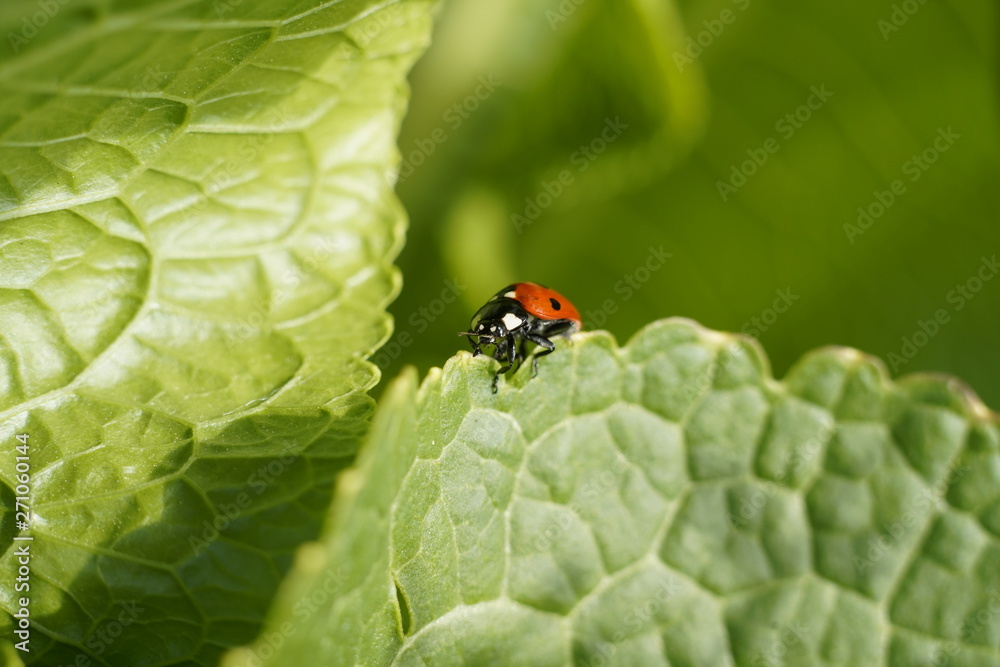 ladybug in its natural garden environment of the house ladybug in its natural garden environment of the house