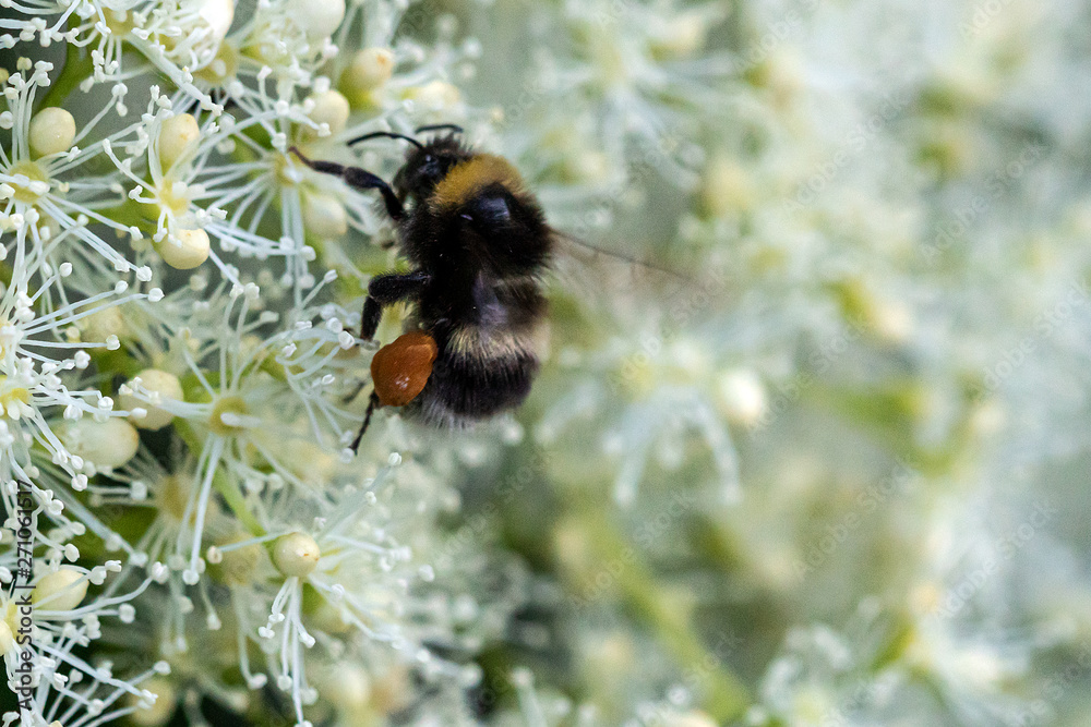 Biene auf Blume