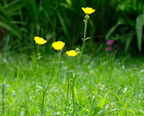 Four Yellow buttercup flowers summer day