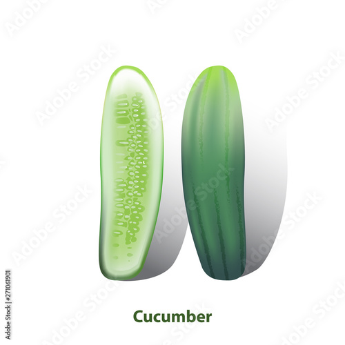 Cucumbers vector on white background