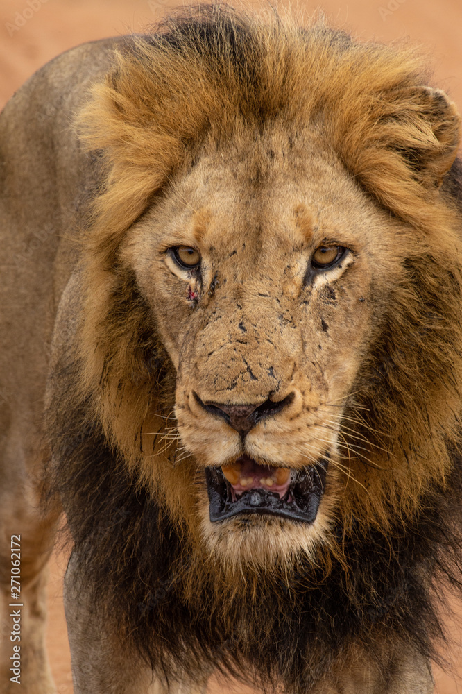 Lion marchand parc Kruger