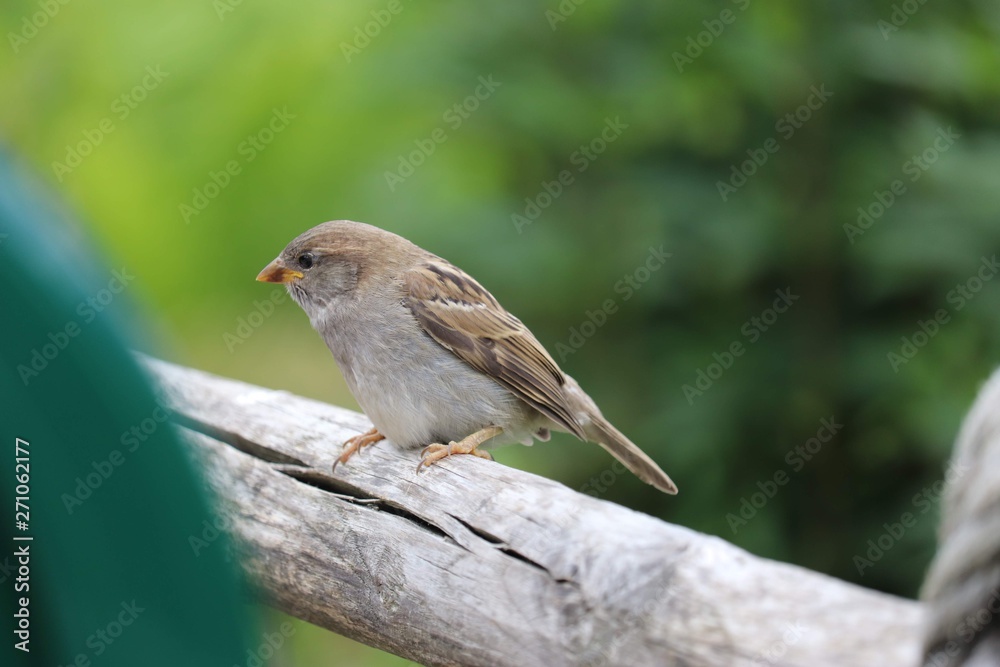 Bird on a fence Bird on a fence