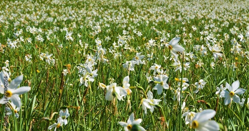 many white daffodils in the field