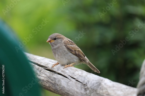 Bird on a fence © Jan